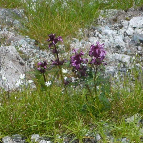 タカネシオガマ タカネシオガマ
