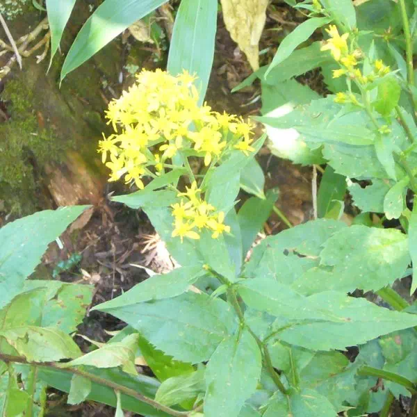 アキノキリンソウ アキノキリンソウ