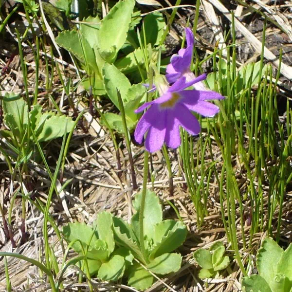 ハクサンコザクラ