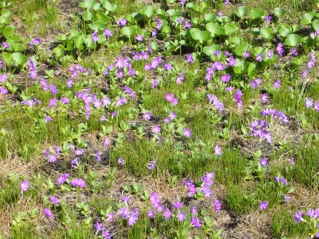 ハクサンコザクラ ハクサンコザクラ