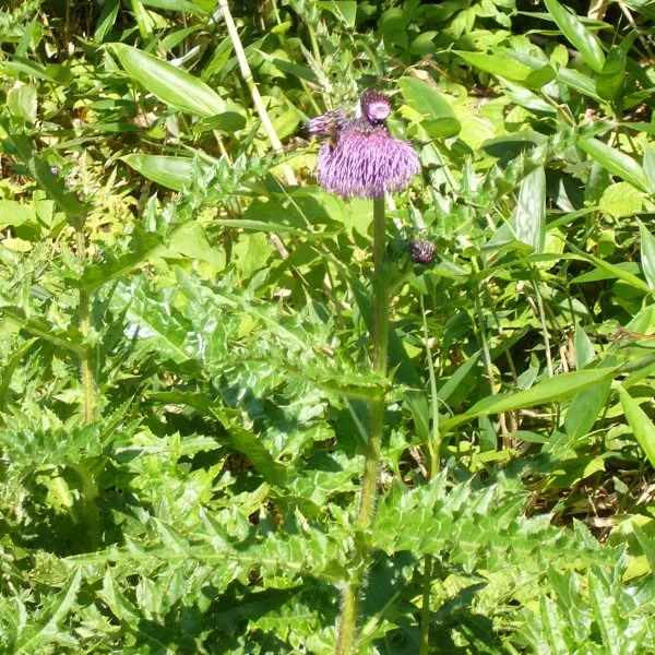 オニアザミ オニアザミ