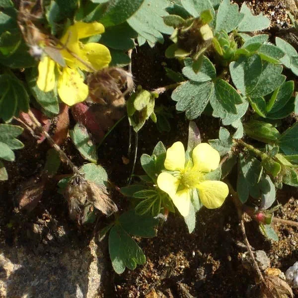 メアカンキンバイ