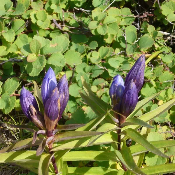 エゾオヤマリンドウ