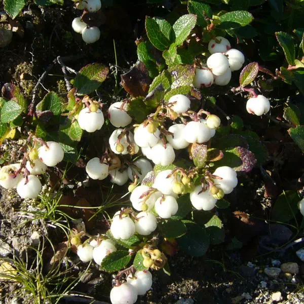 しらたまのき しらたまのき