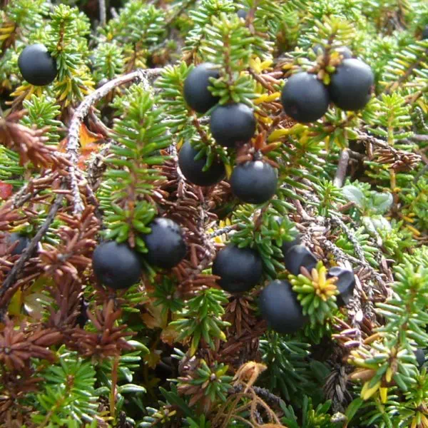 がんこうらん がんこうらん