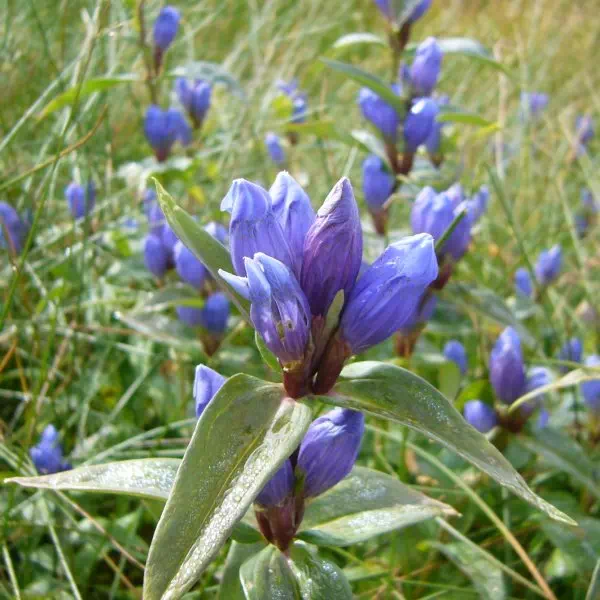 エゾオヤマリンドウ