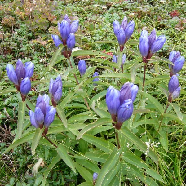 エゾオヤマリンドウ