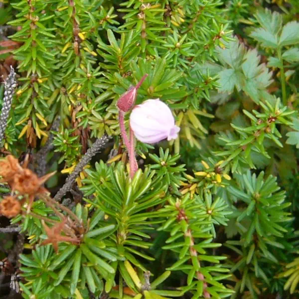 えぞのつがざくら えぞのつがざくら