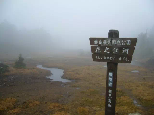 花之江河 花之江河