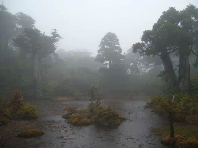 花之江河 花之江河