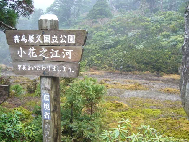 小花之江河 小花之江河