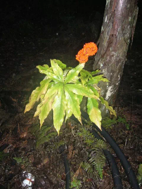 まむしぐさ まむしぐさ