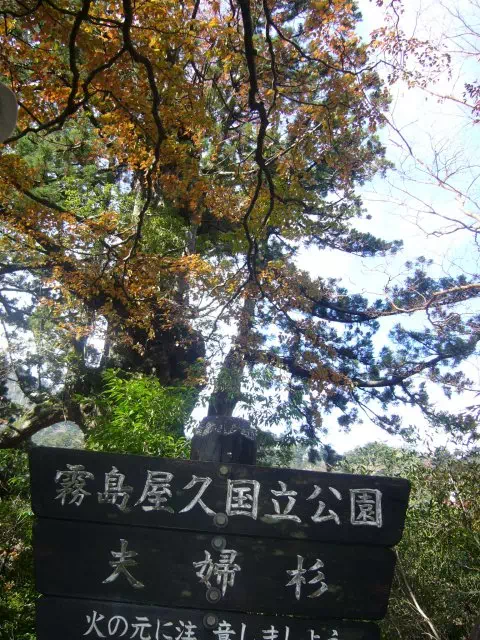 夫婦杉 夫婦杉