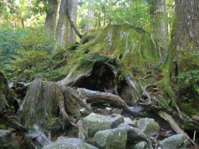 ウィルソン株 ウィルソン株