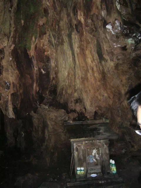 ウィルソン株 ウィルソン株