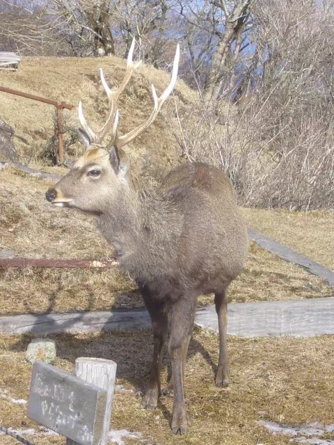 鹿 鹿