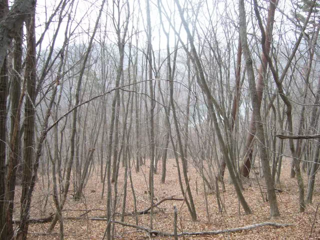 樹間の四尾連湖 樹間の四尾連湖