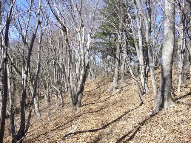 クヌギの尾根道