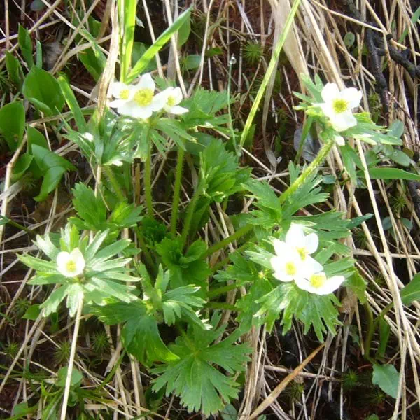 ハクサンイチゲ ハクサンイチゲ