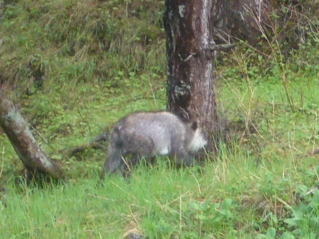 かもしか かもしか