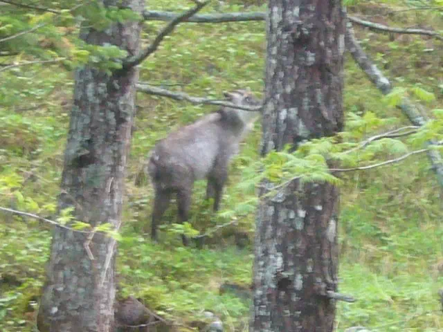 かもしか かもしか