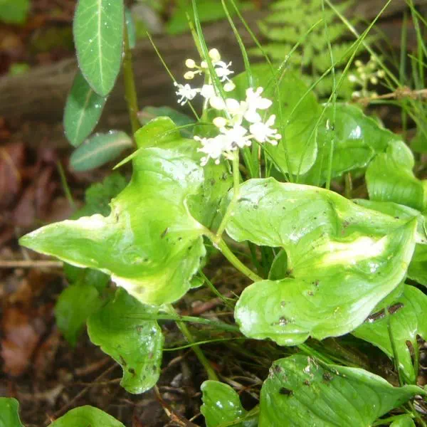マイズルソウ マイズルソウ