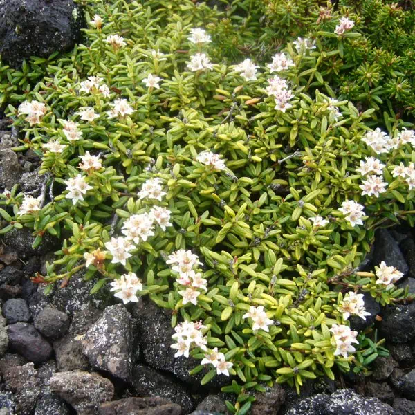 ミネズオウ ミネズオウ