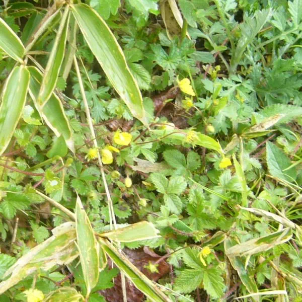 ルキンバイ ルキンバイ