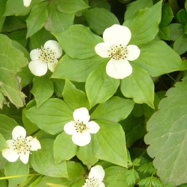 ゴゼンタチバナ