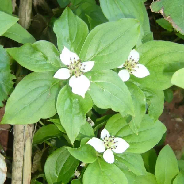 ゴゼンタチバナ