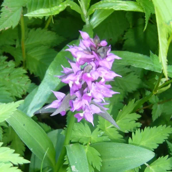 ハクサンチドリ