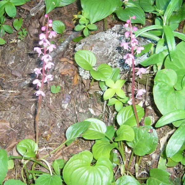 ベニバナイチヤクソウ