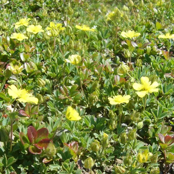 メアカンキンバイ