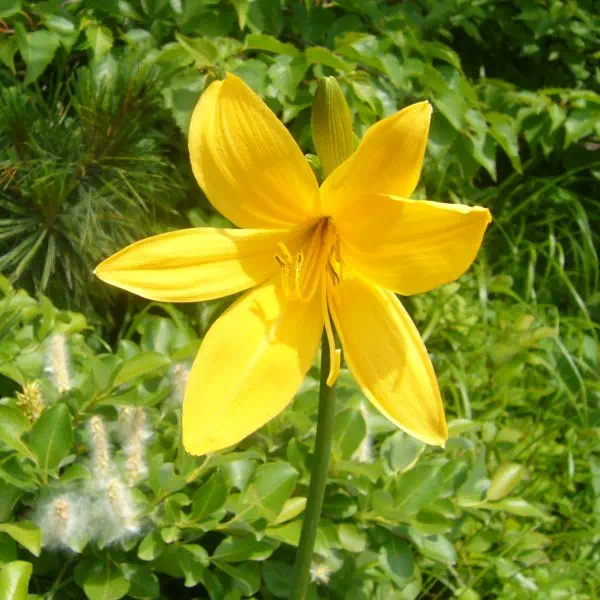 ニッコウキスゲ