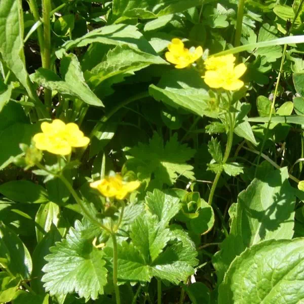 ミヤマキンバイ