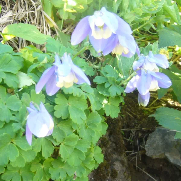 ミヤマオダマキ