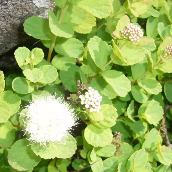 マルバシモツケ