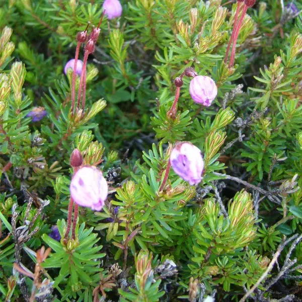 エゾノツガザクラ