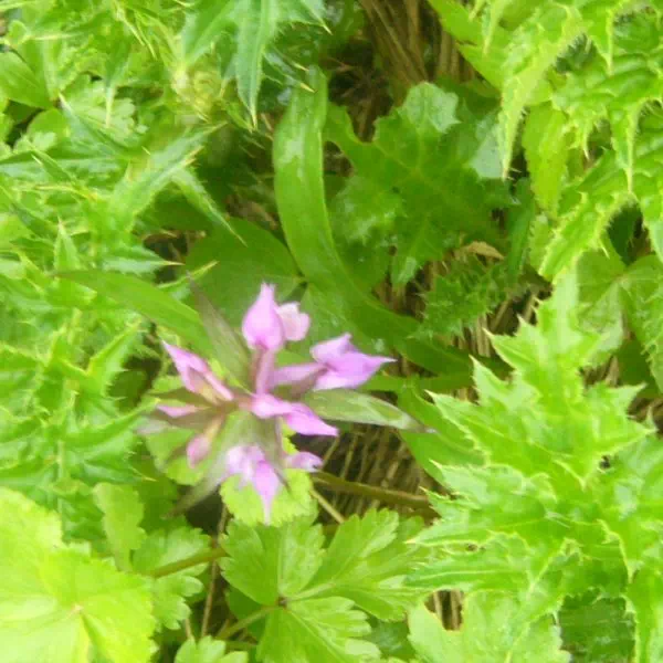 ハクサンチドリ ハクサンチドリ