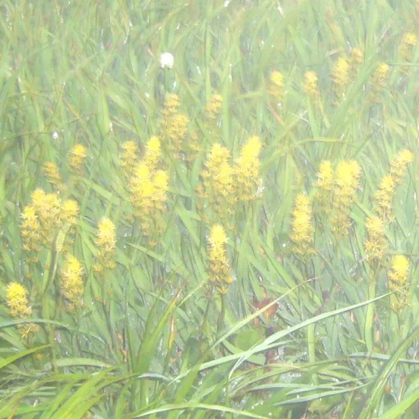 キンコウカ キンコウカ