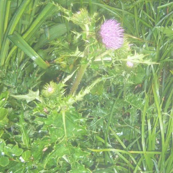 ナンブタカネアザミ ナンブタカネアザミ