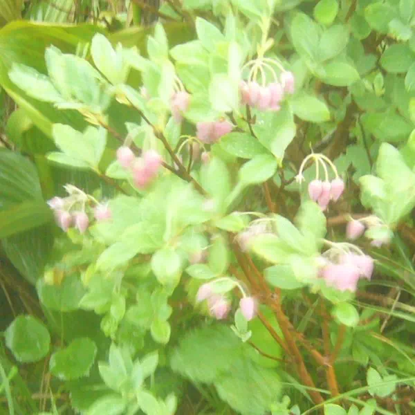 ウラジロヨウラク ウラジロヨウラク