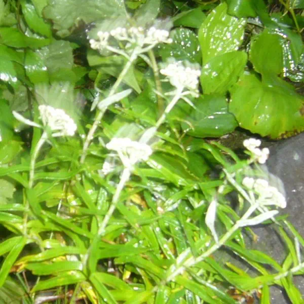 ヤマハハコ ヤマハハコ