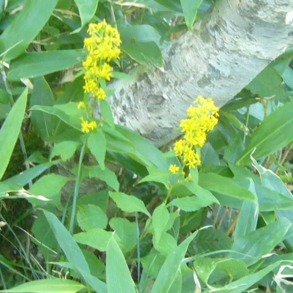 アキノキリンソウ アキノキリンソウ