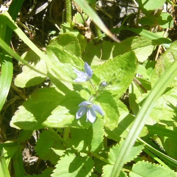 エゾヒメクワガタ