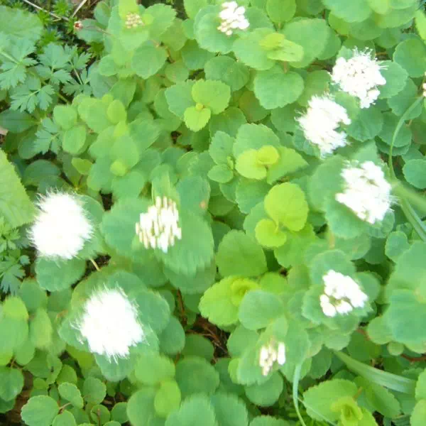 マルバシモツケ