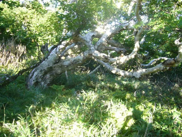 しらかば しらかば