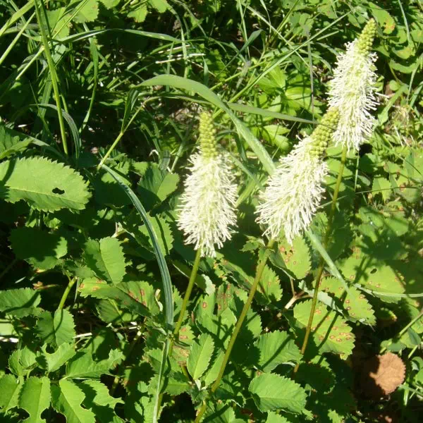 タカネトウウチソウ