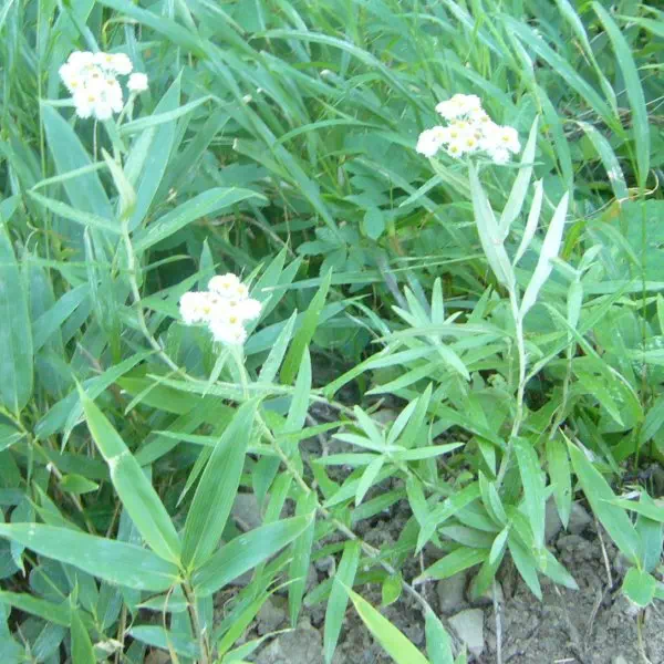 ヤマハハコ ヤマハハコ