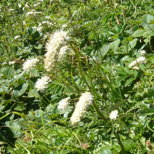 チシマワレモコウ